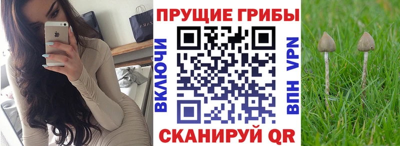 кракен зеркало  Юхнов  Псилоцибиновые грибы GOLDEN TEACHER 
